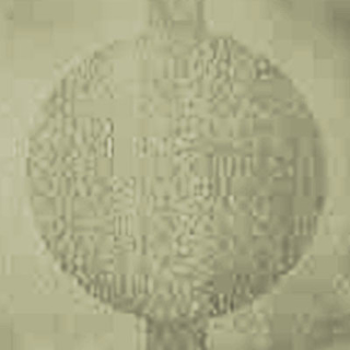 Picture of Johnsonite - Circulinity Round-A-Bout Iguana