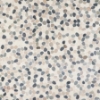 Picture of SOHO Studio Corp - Pebblestone Sliced Raja Ampat Round