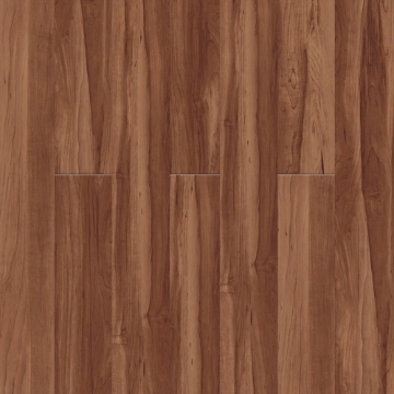 Picture of Pentz - Avenue Sugar Maple