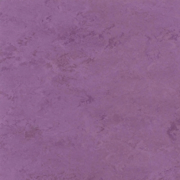 Picture of Toli International - Fasolplus Orchid