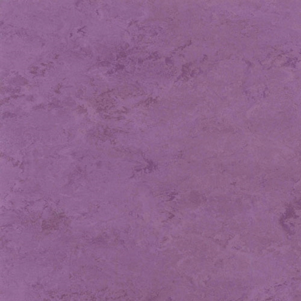 Picture of Toli International - Fasolplus Orchid