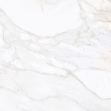 Picture of Tesoro - Paonazzo 24 x 24 Calcatta Gold Polished